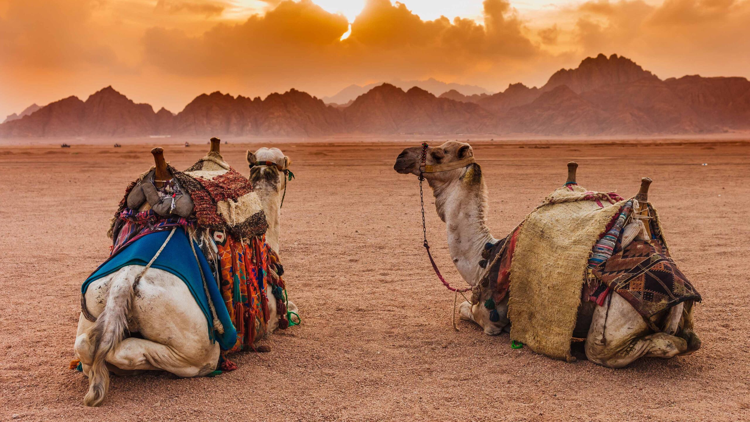 Kamele_in_der_Wüste