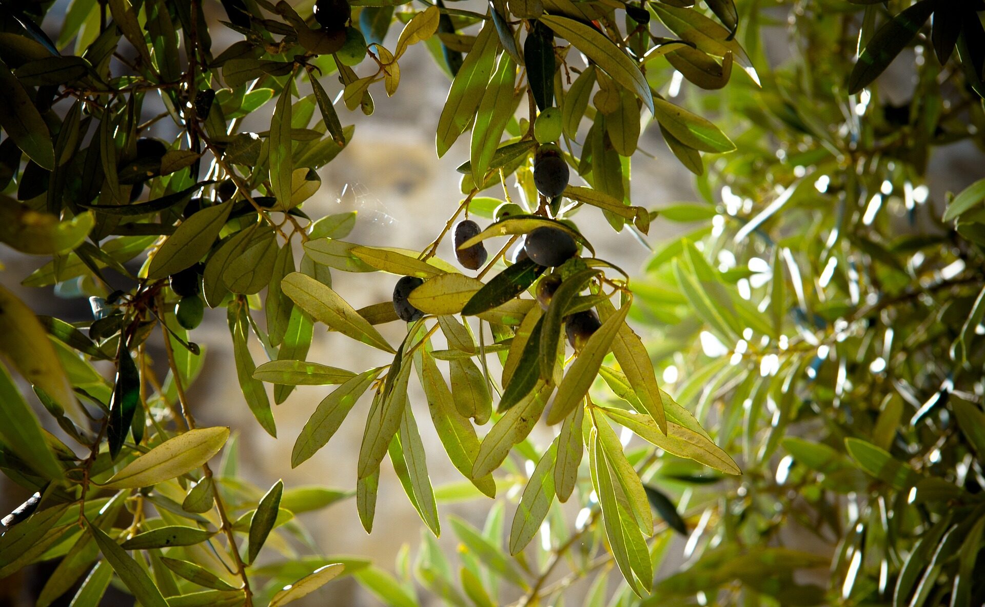 oliven costa navarino