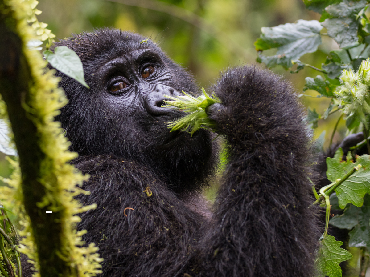 Goflurlaub Uganda