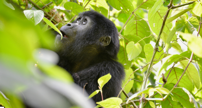 gorillas Bwindi Impenetrable Forest