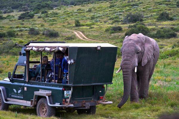 Addo Elephant Park