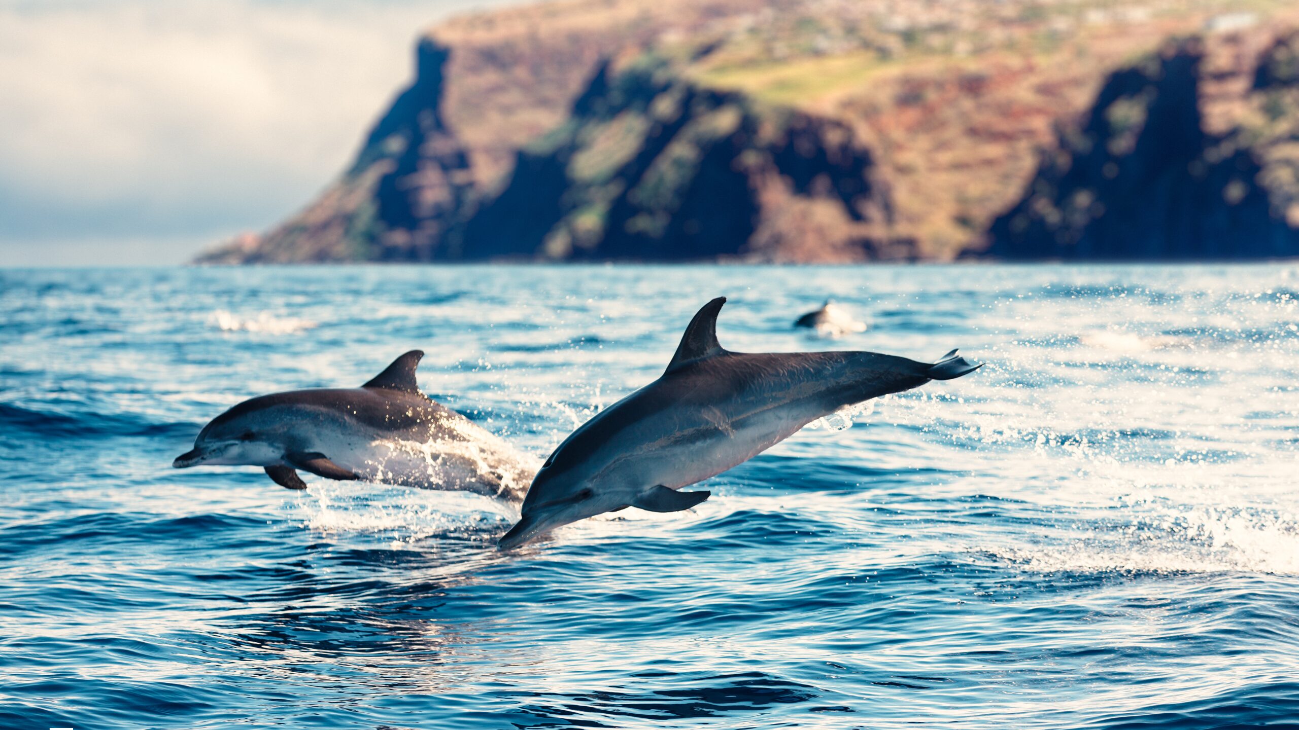 Delfin Sichtungen Madeira