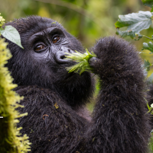 GOLFRUNDREISEN UGANDA