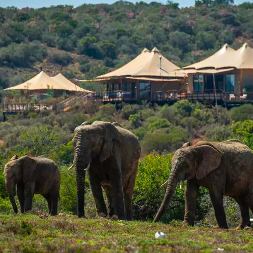 elephants