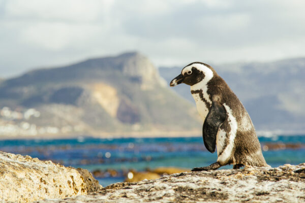 Boulders beach simons town off the beaten track