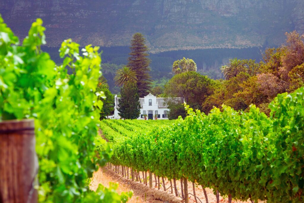 cape winelands