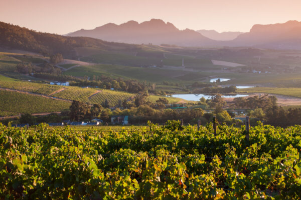 jordan winery - landscape #18