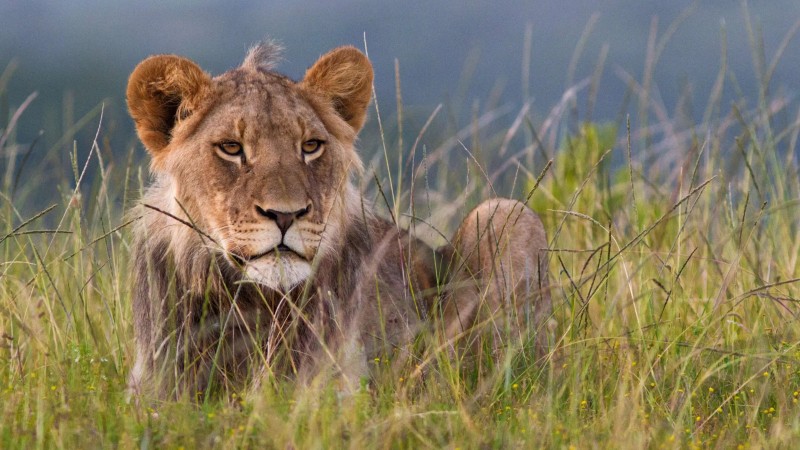 lion